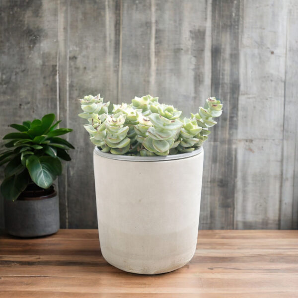 Gray Cylindrical Plant Pots
